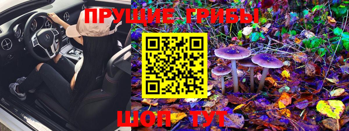 как найти закладки  Вход с VPN  Ульяновск  Псилоцибиновые грибы GOLDEN TEACHER 